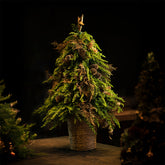 Star of December Tree