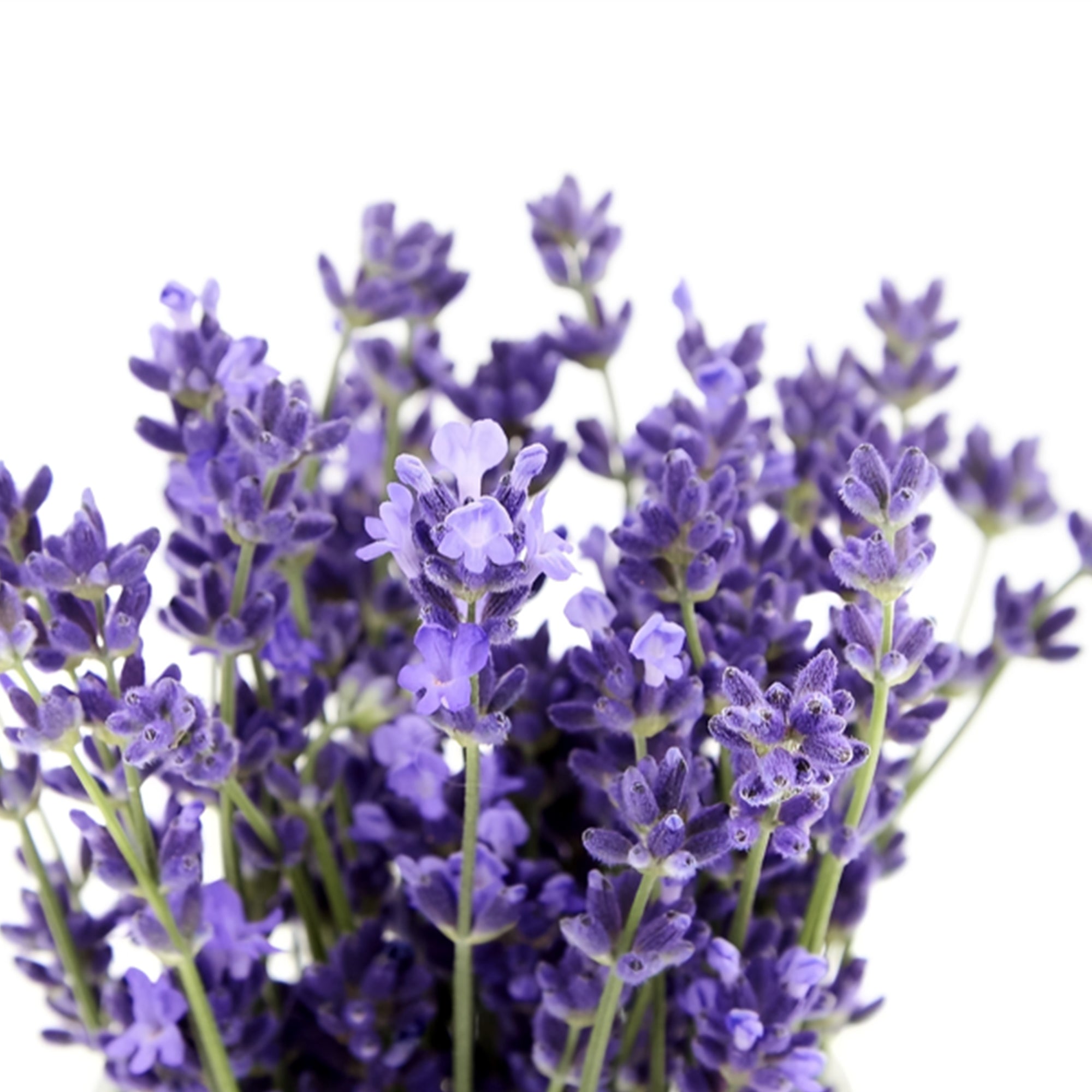 lavender plant in sri lanka Bunch of Lavender – shirohanalk