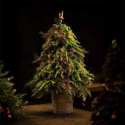 Star of December Tree