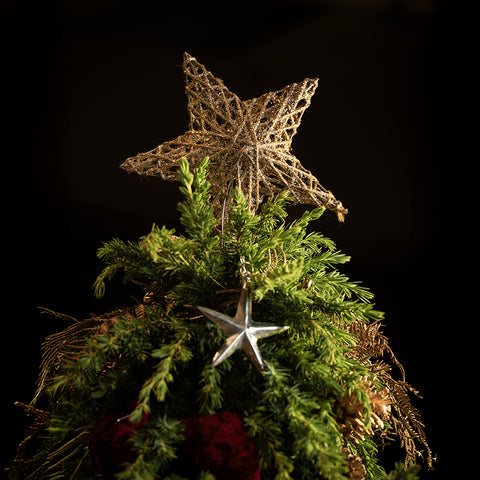 Star of December Tree