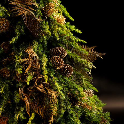 Star of December Tree