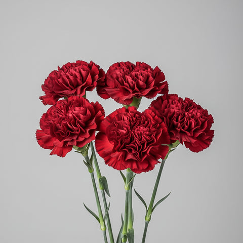 Carnation
