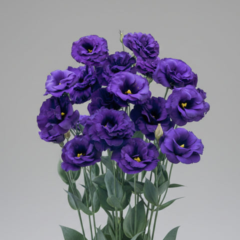 Lisianthus