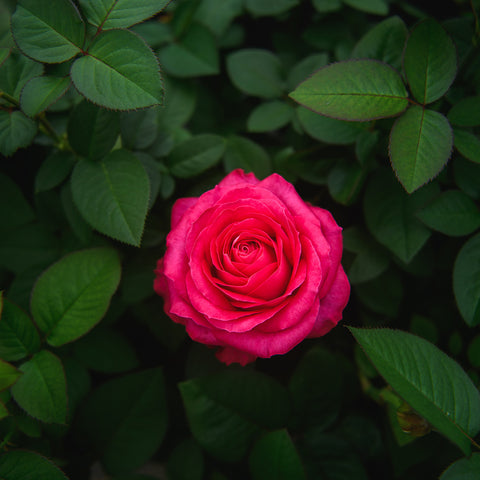 Dark Pink Roses