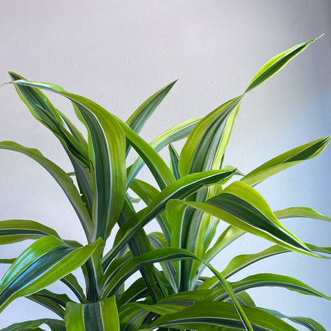 Tropical Foliage