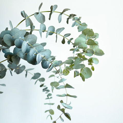 Eucalyptus foliage
