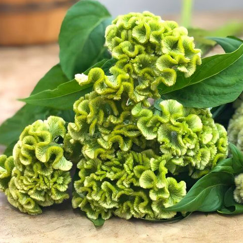 Green Celosia