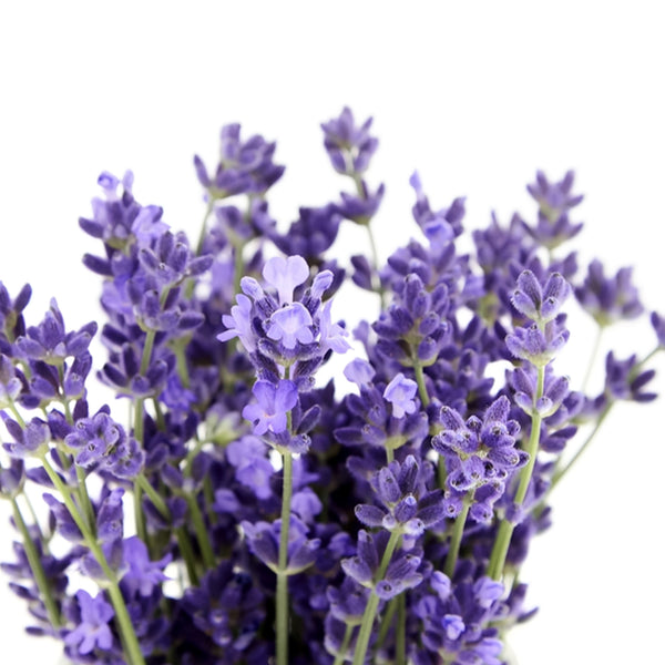 lavender flower in tamil Bunch of Lavender – shirohanalk