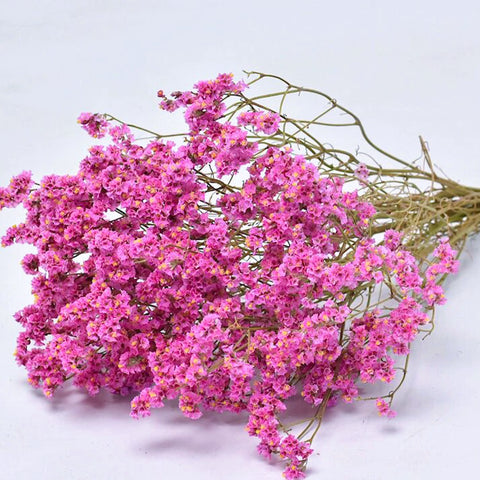 Limonium