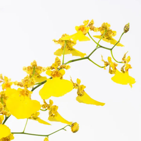 Oncidium