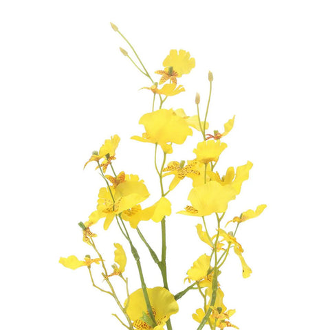 Oncidium