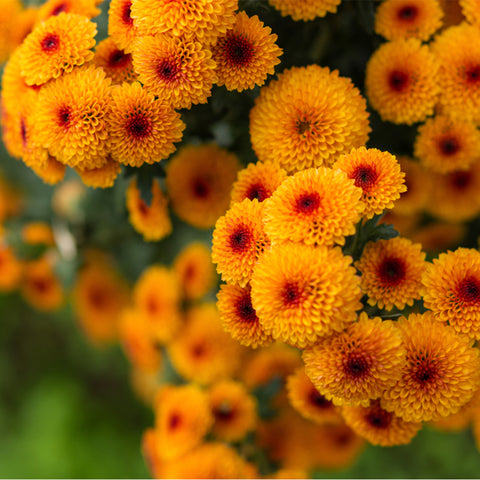 Orange Chrysanthemums