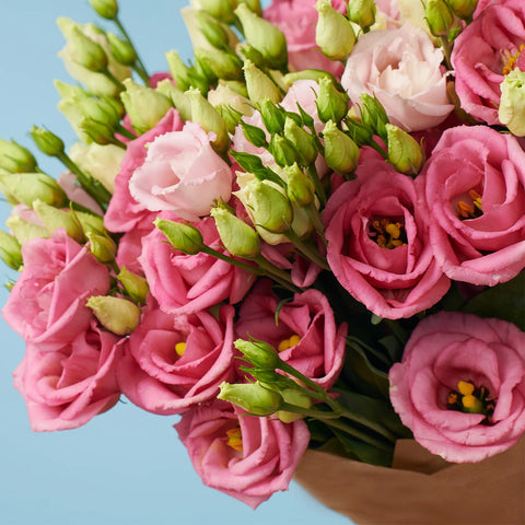 Pink Lisianthus