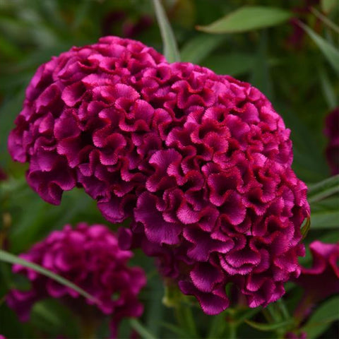 Purple Celosia