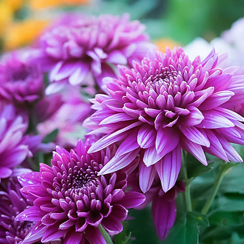 Purple Chrysanthemums
