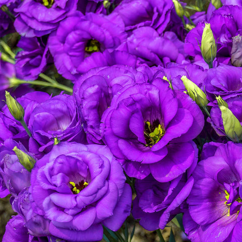 Purple Lisianthus