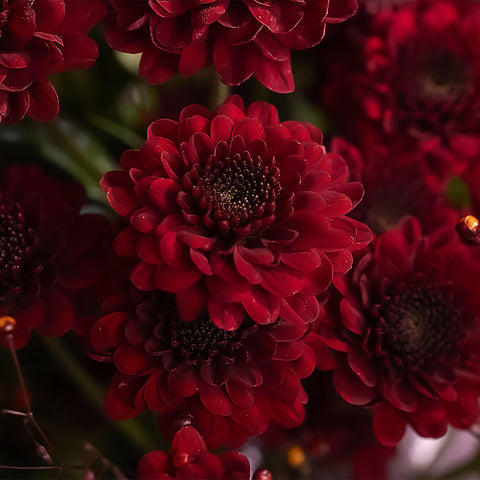 Red Chrysanthemums