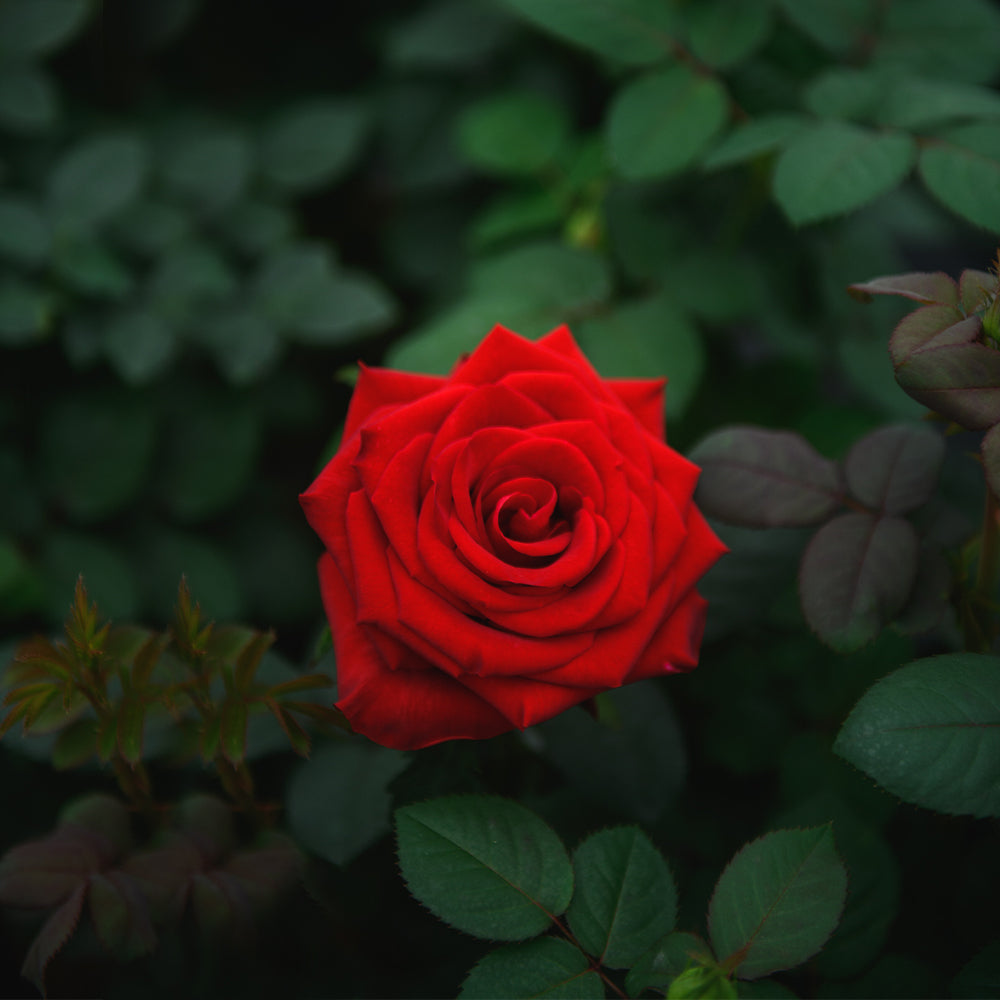 Red Rozor Red rose – shirohanalk