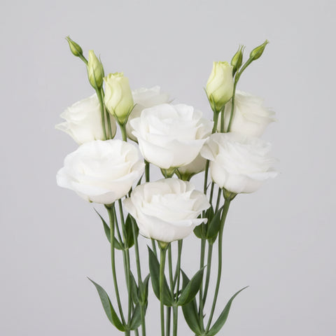 Lisianthus