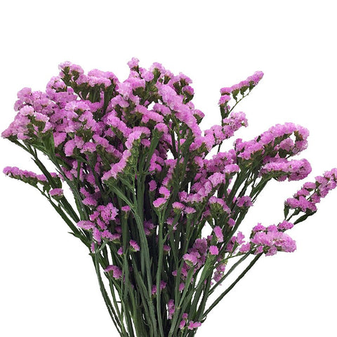 Pink Statice