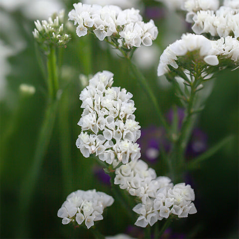 White Statice