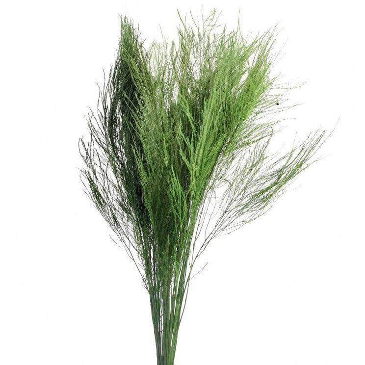 Tiki Fern