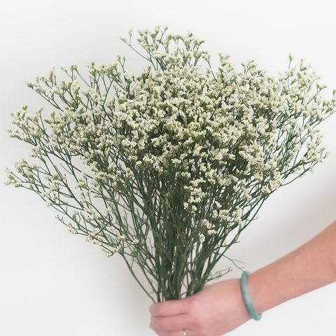White Limonium