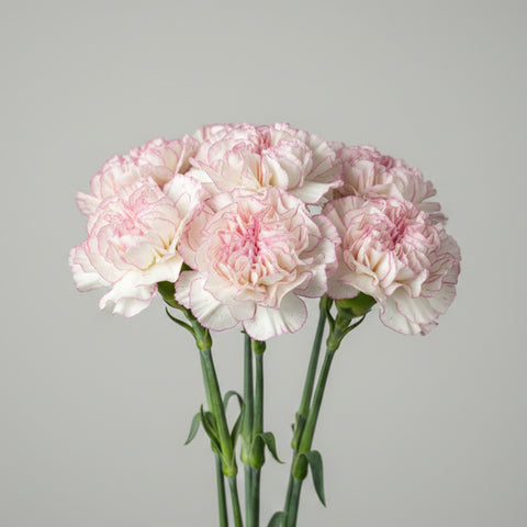 Carnation