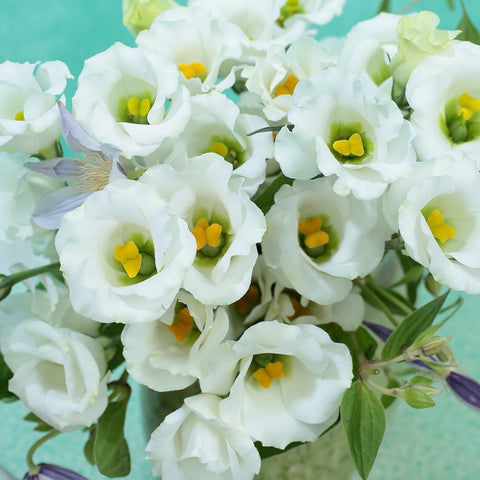 White Lisianthus