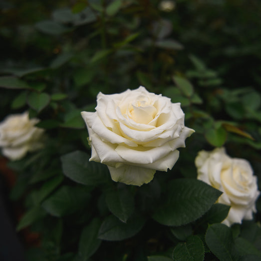 Individual Flowers – shirohanalk