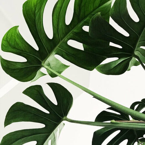monstera leaves